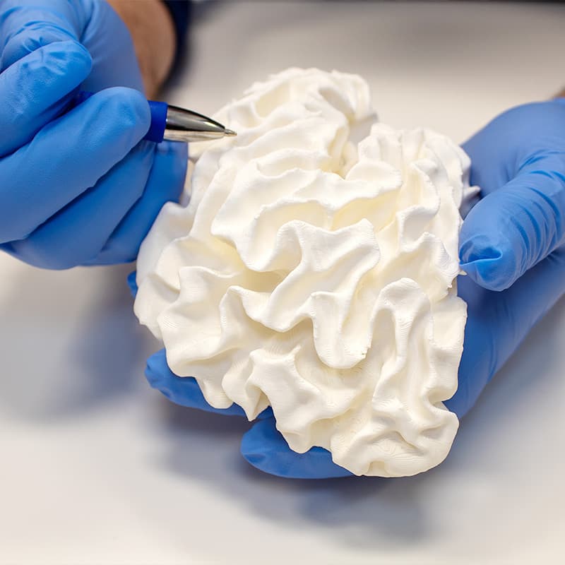 Surgeon reviewing brain model